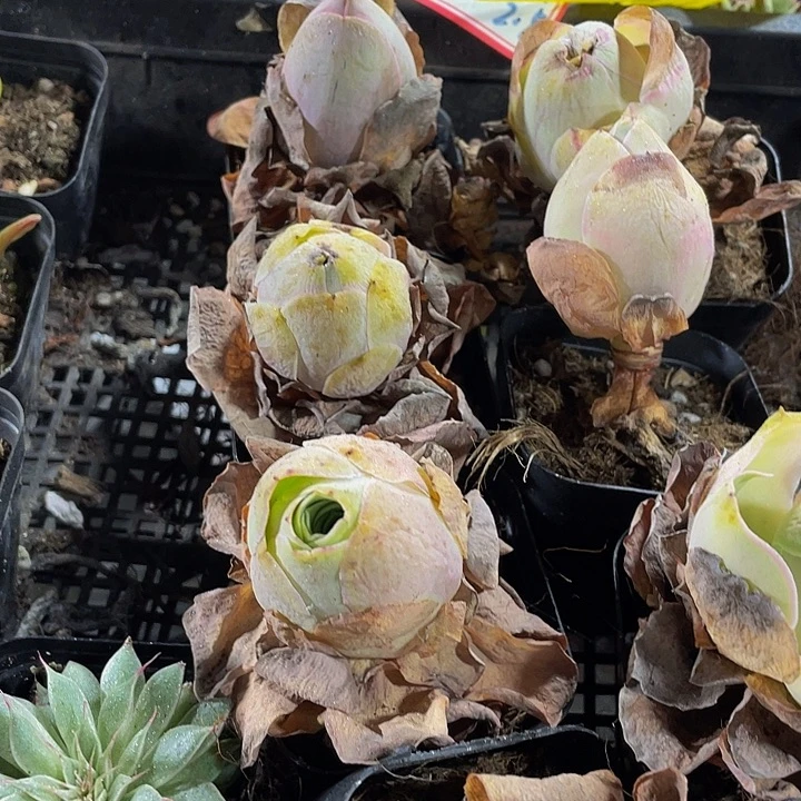 大鸡蛋玫瑰带盆土发