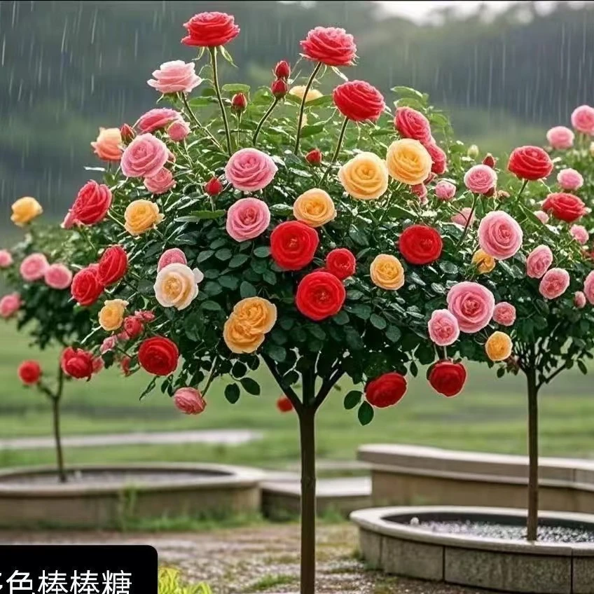 多色棒棒糖月季南北方地栽四季开花70-90厘米大苗