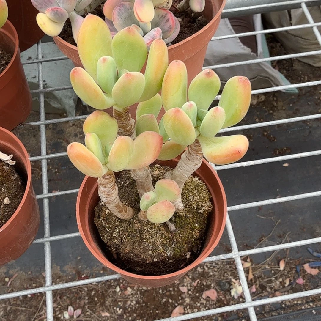 青灯美人多肉植物