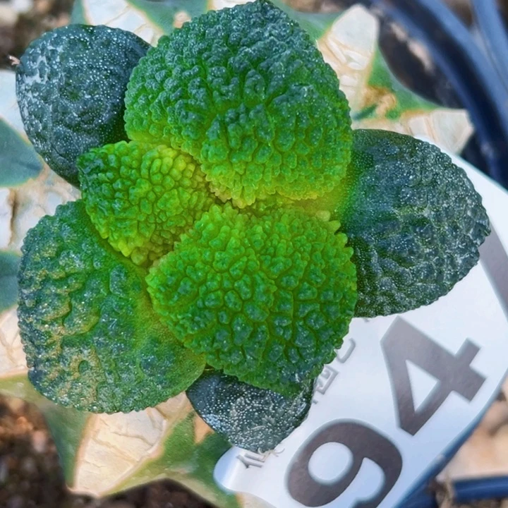 无花朵福利苗接大优哥斯拉947