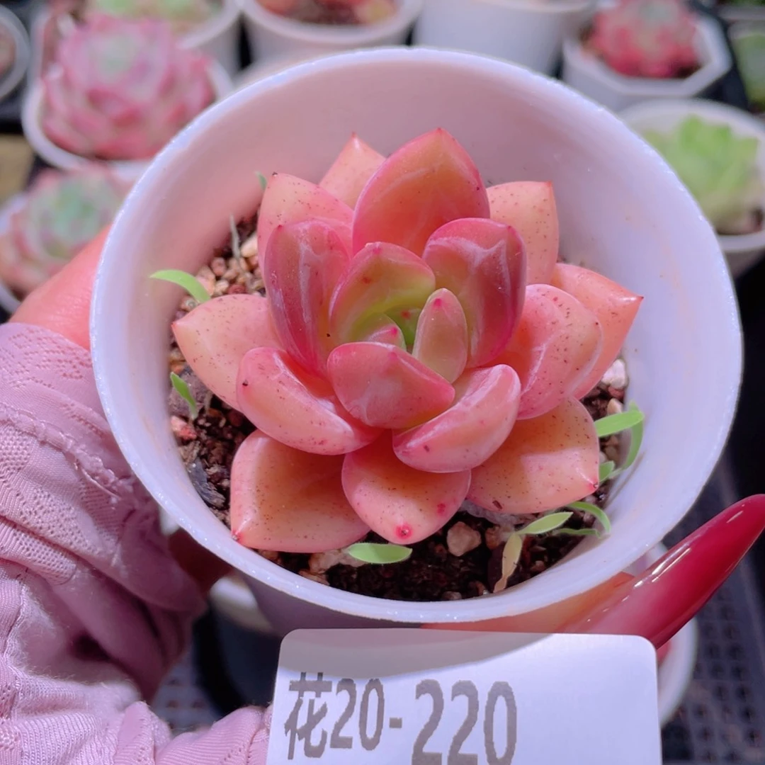 花利美20-220香槟