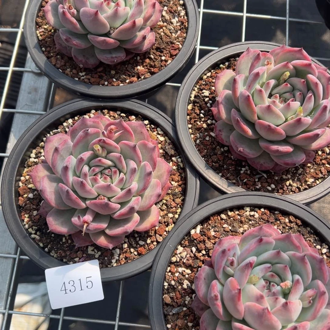 4315量拍 肉多么多么多么