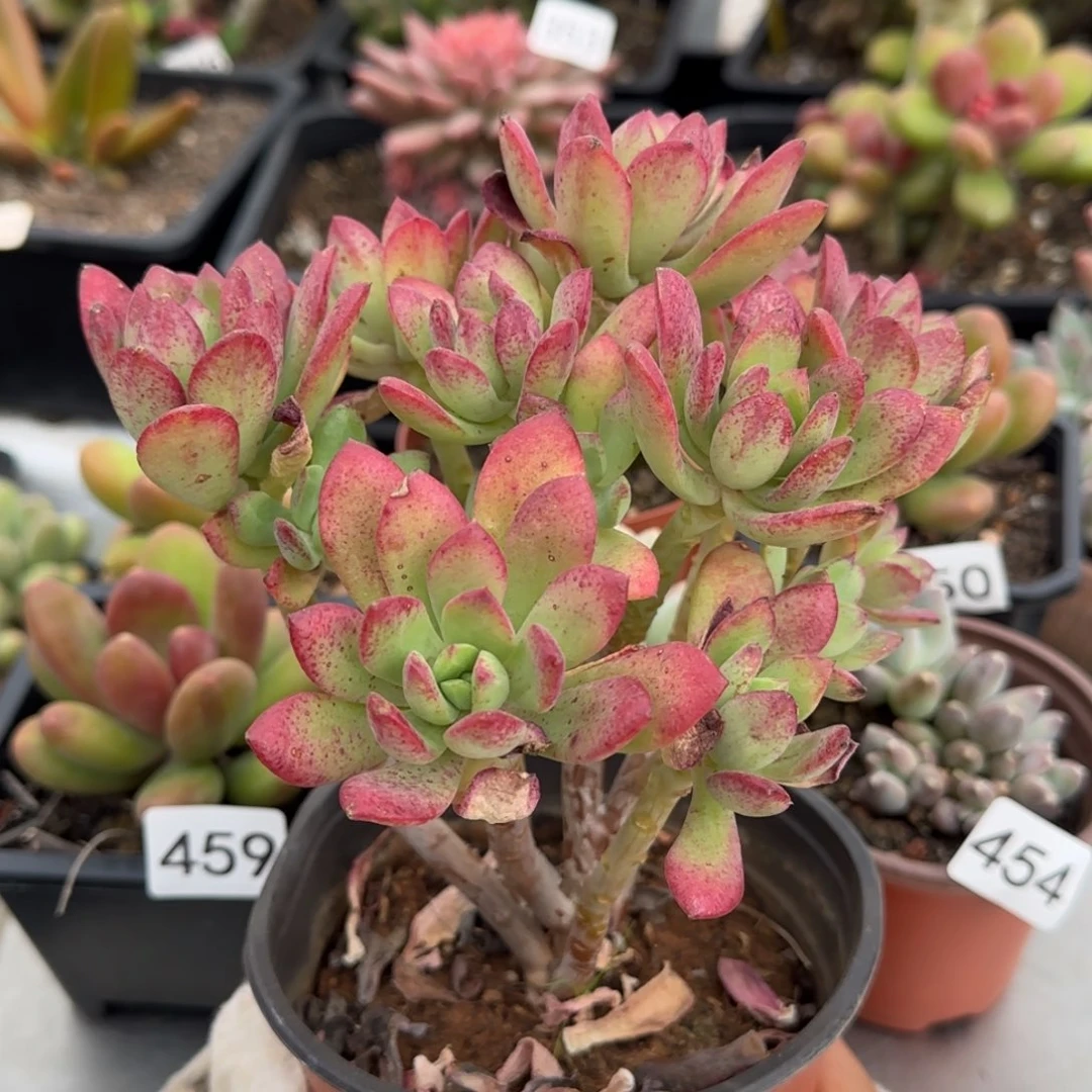 135号一物一拍一物一拍