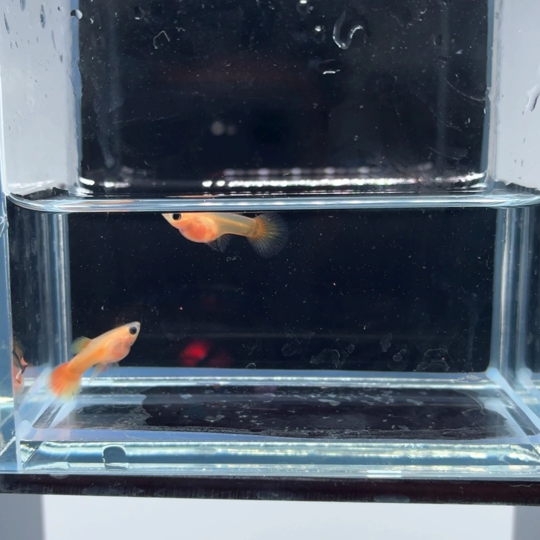 孔雀鱼皇家落日一对（30）