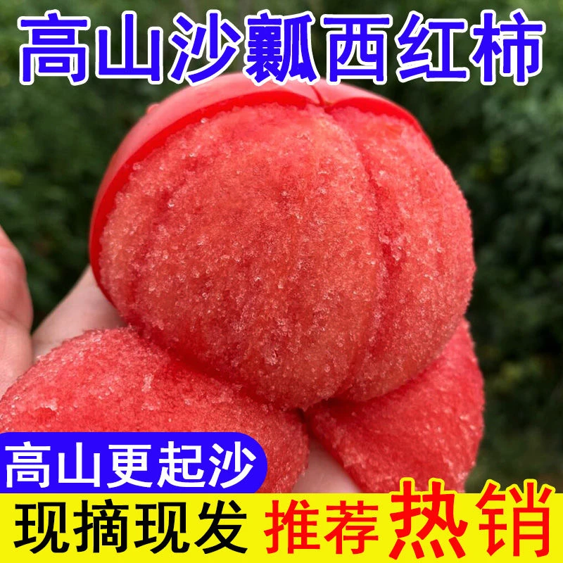 【老品种】云南高山沙瓤西红柿番茄新鲜采摘应季水果酸甜饱汁水多