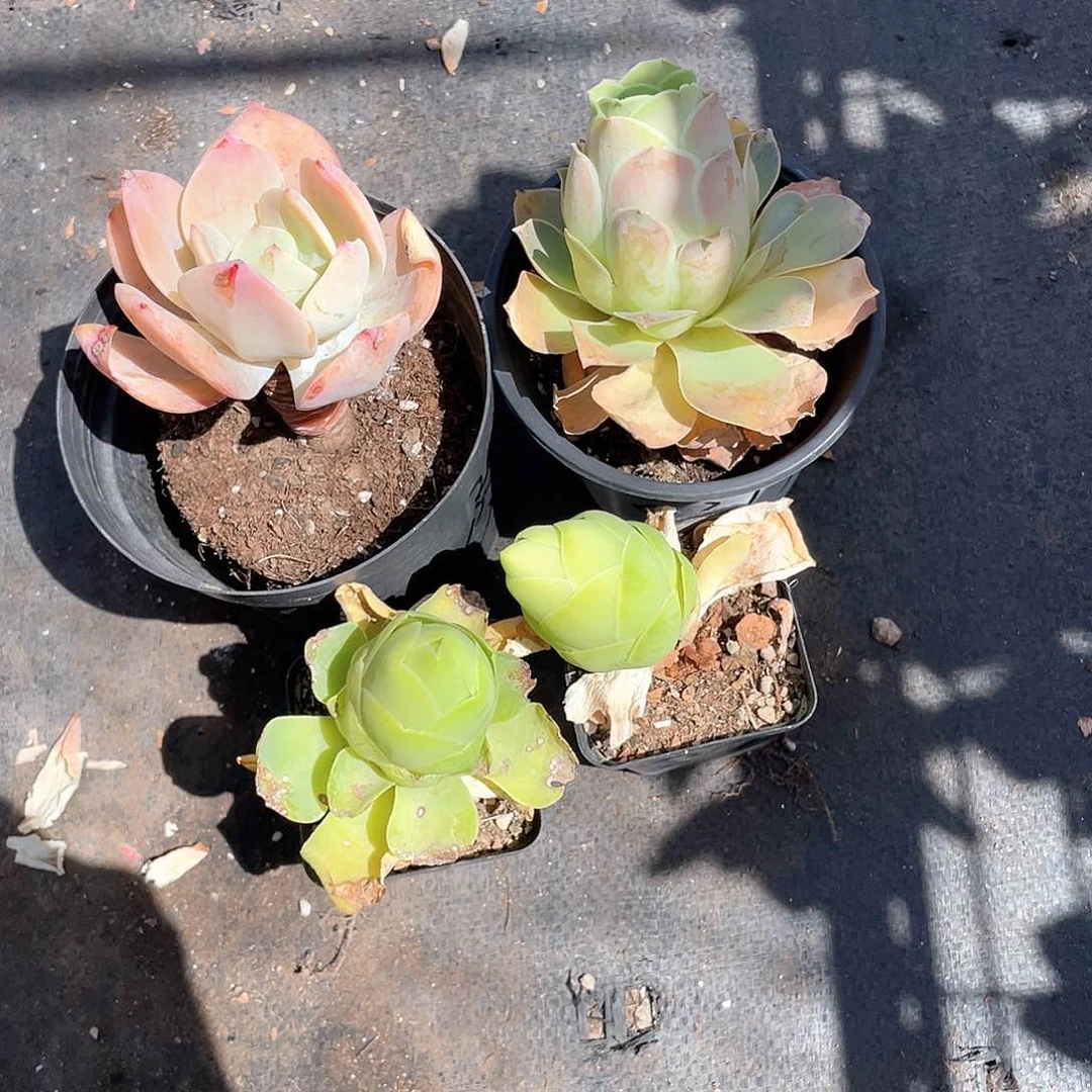 嘿**好两个鸡蛋一个酒杯一个小白凤