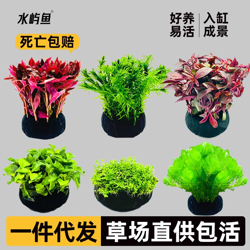 鱼缸水草植物大坨草增氧阴性增氧淡水新手懒人水榕造景水培坨草