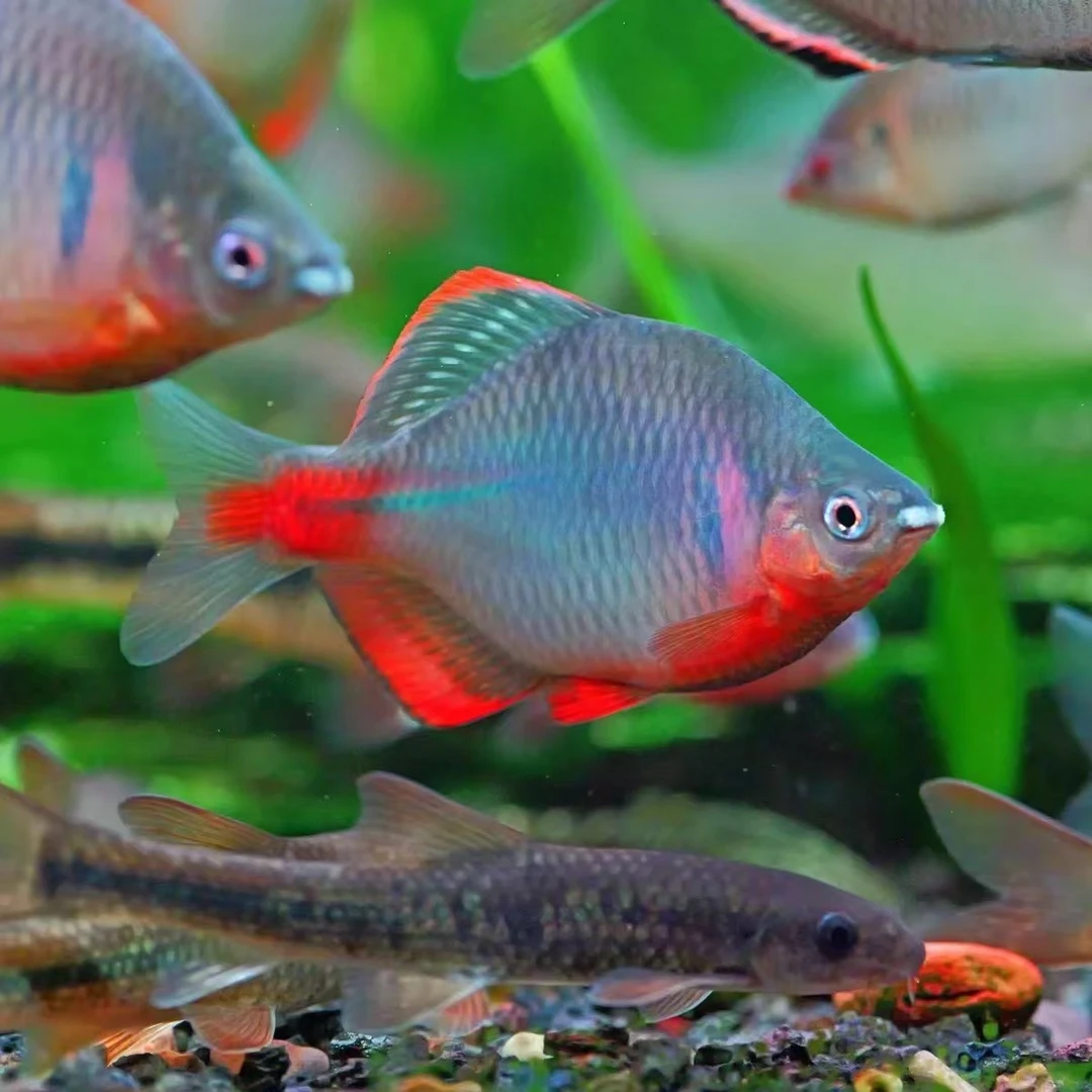 红边鳑鲏  江西鳑鲏 耐寒冷水原生鱼已开口饲料