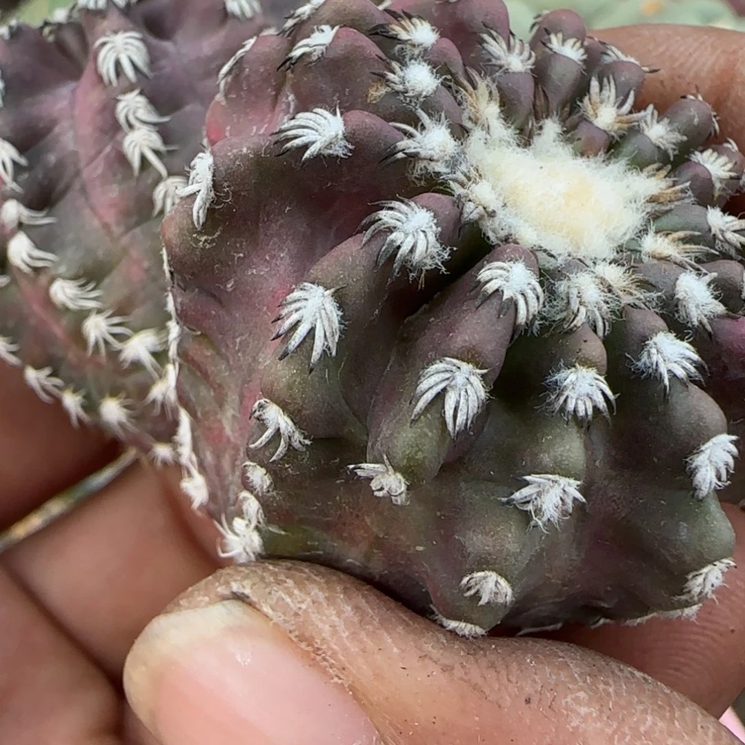 无花朵双头猫爪奇特落地无根锦