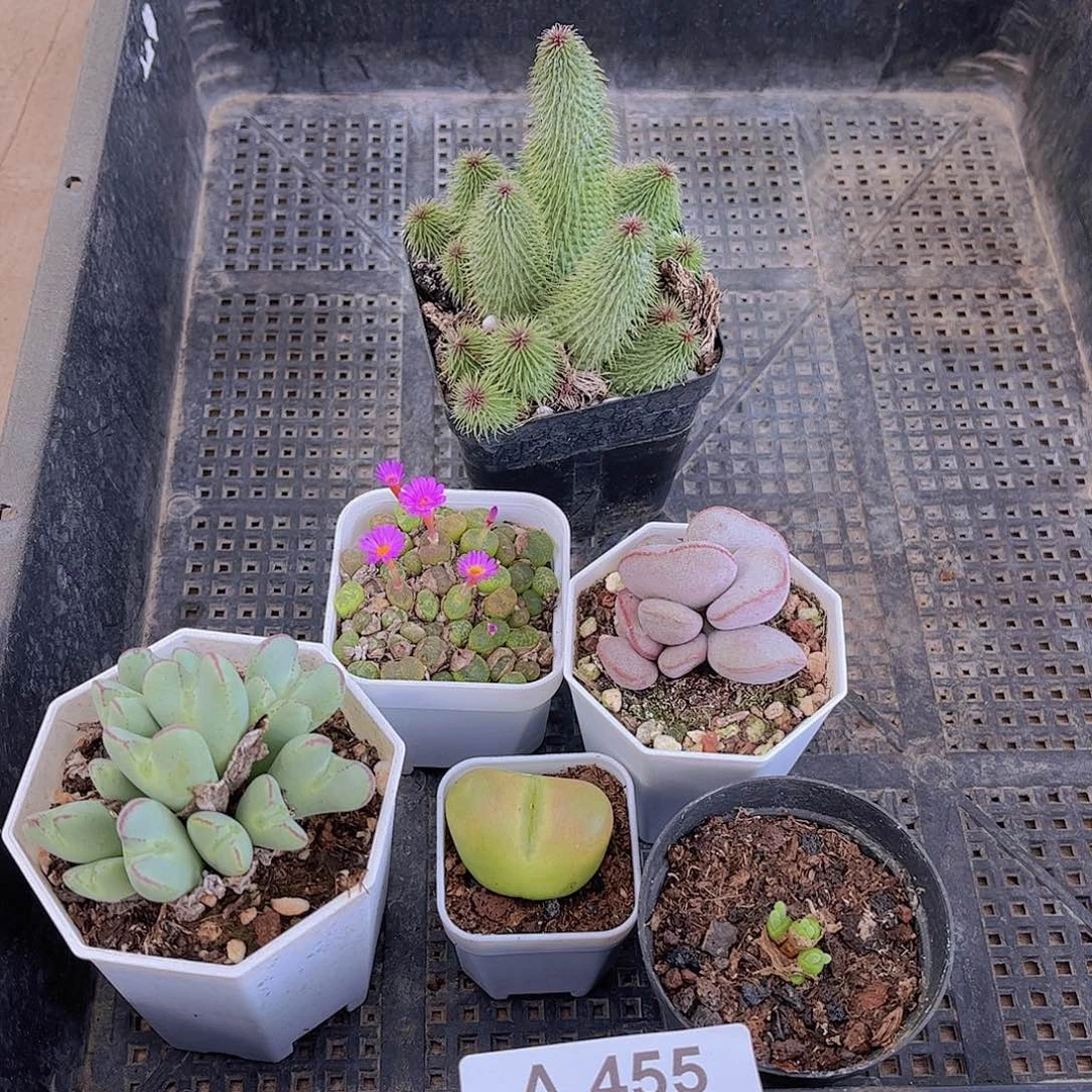 多肉455多肉植物，