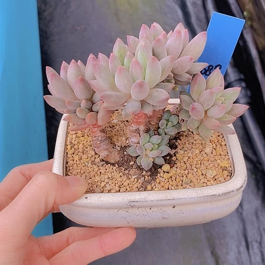 1088多肉植物老桩