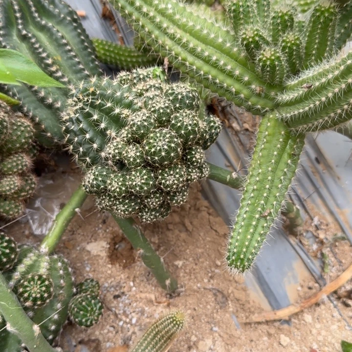 丽花群生随机仙人球