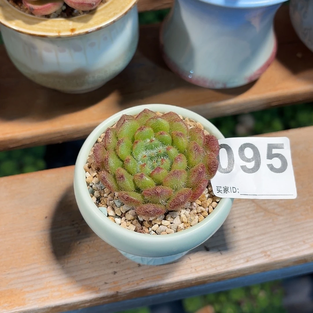 静***静黄金果带盆发货095