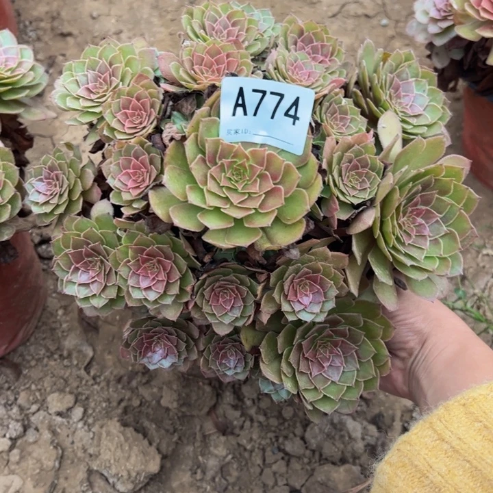 红魔多肉植物774.