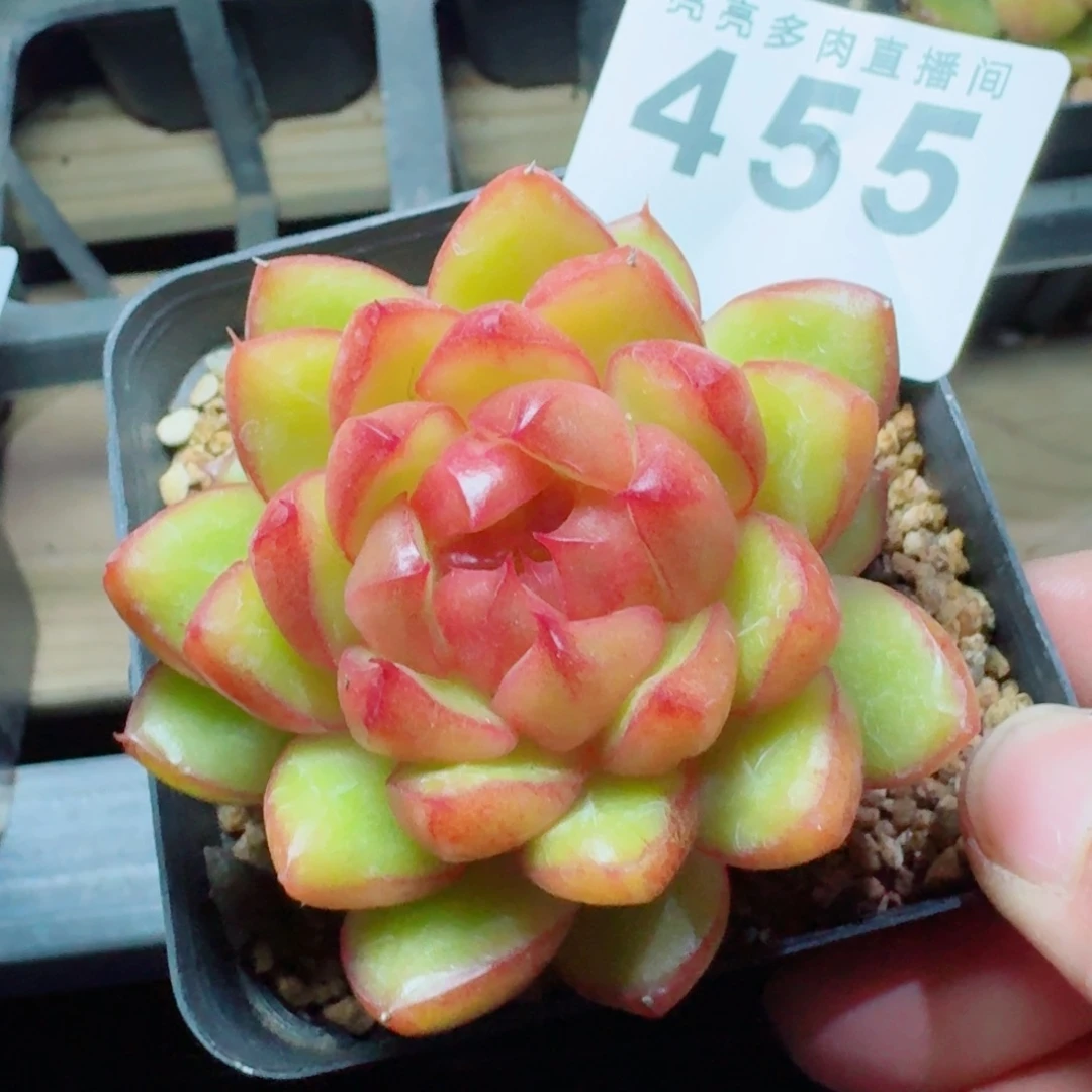 糖果珍妮      愿你一路坦途，乘风破浪展宏图