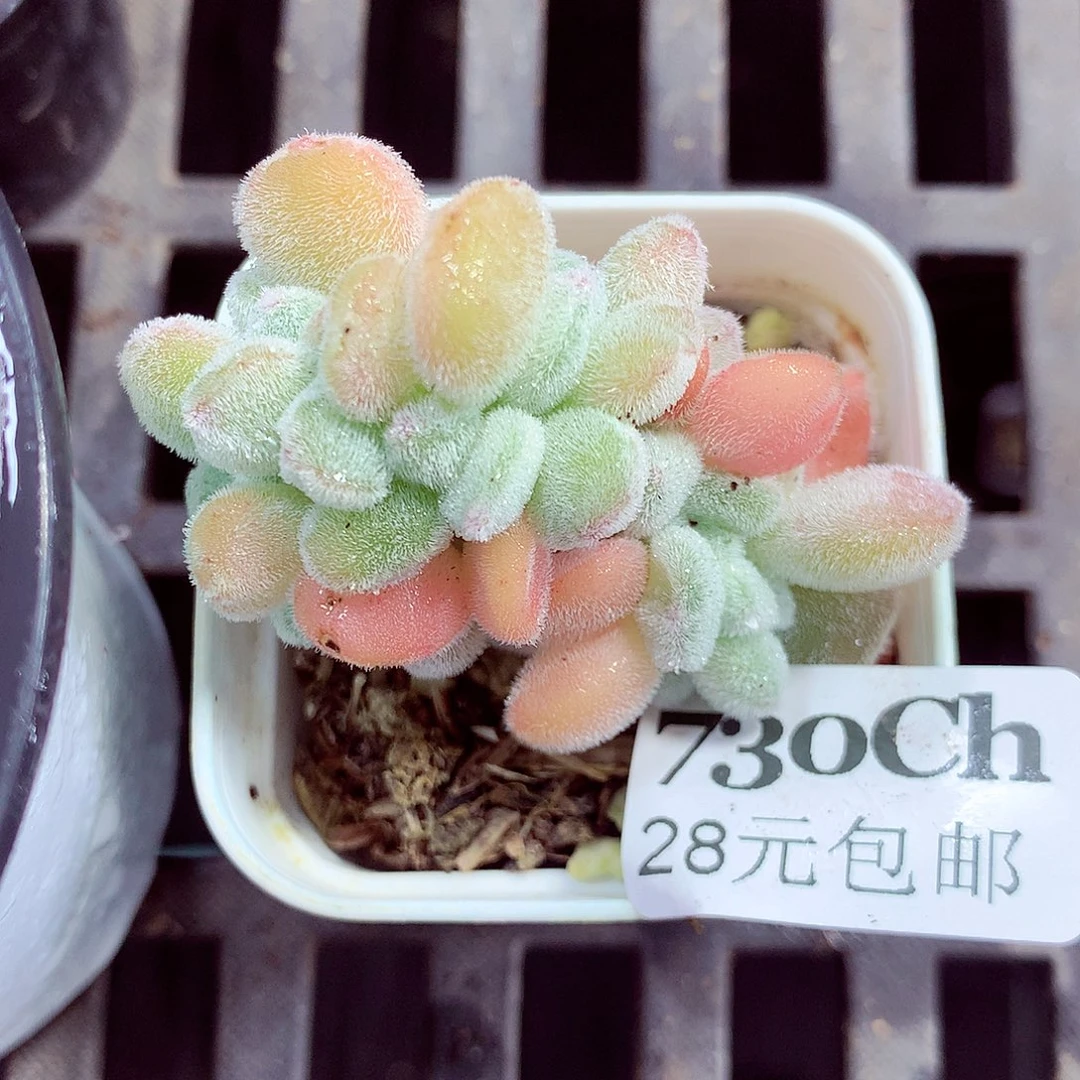 5厘米盆精控多肉730