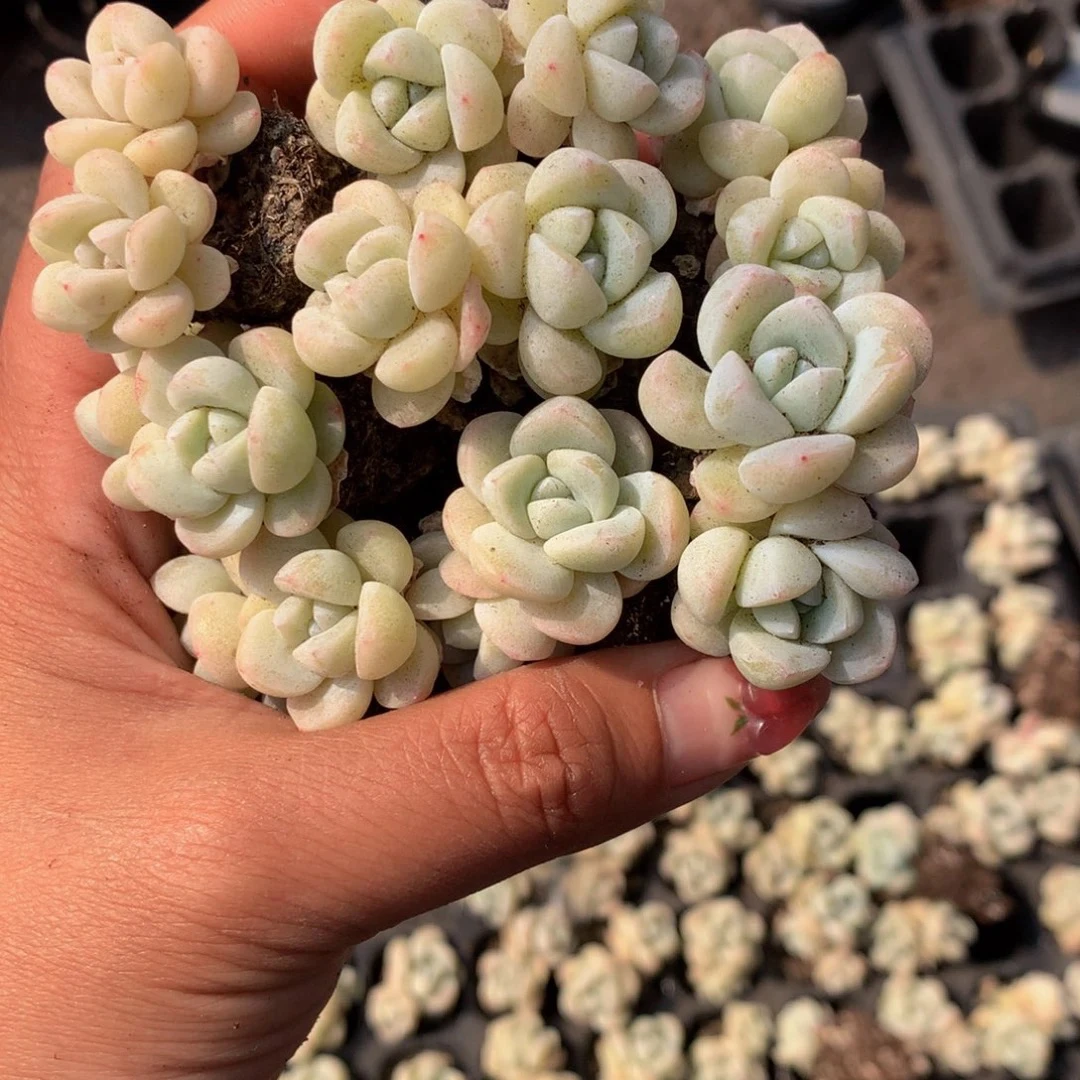 （一单包邮）奶油冰玉双头2cm 高端冰心基因