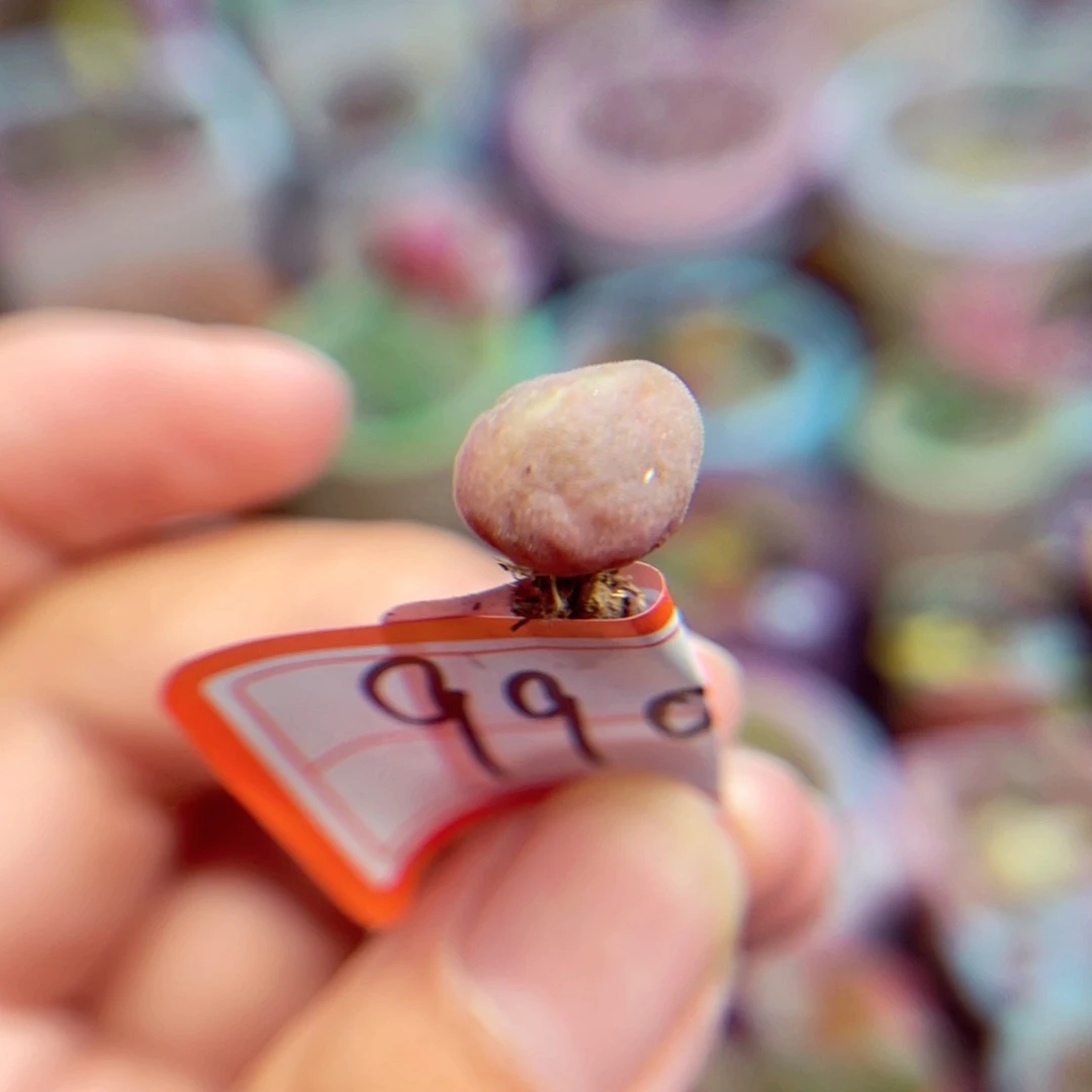 990. 67845857876787788