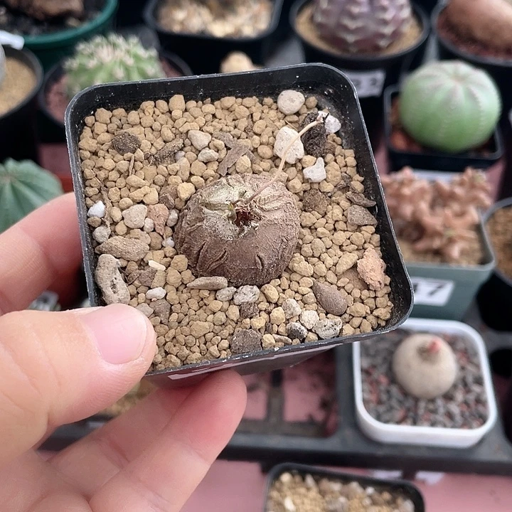 心***碎026龟甲龙块根植物