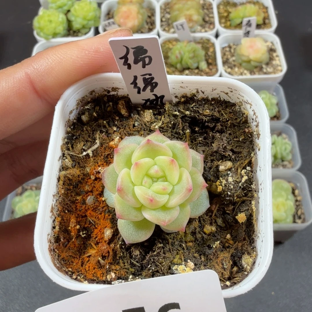 绵绵冰单头一物一拍156