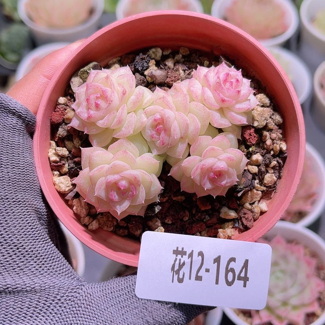 花12-164白天鹅群