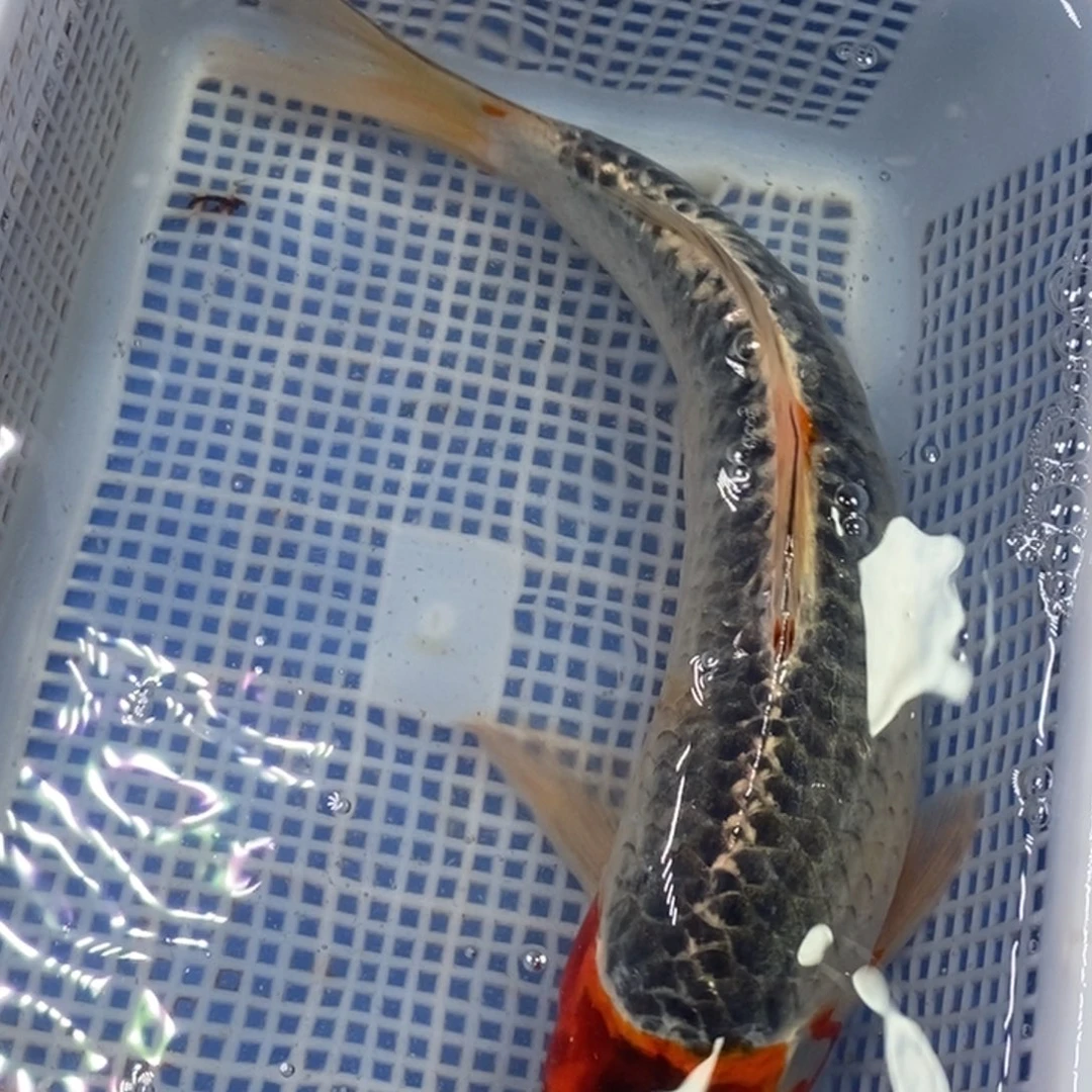 锦鲤冷水锦鲤包邮