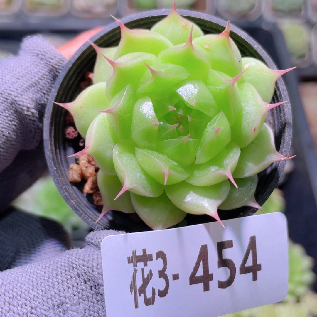 花利美 3-454海王