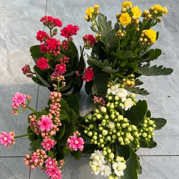 长寿花园四颗组合～【亮妍➕露丝➕红袖➕白鲸】