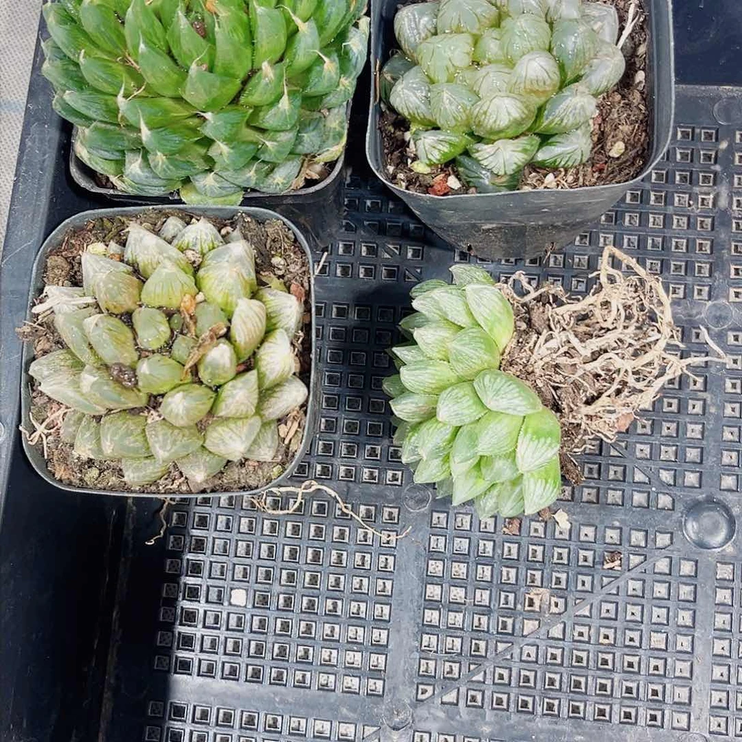特价多肉植物不包售后6666