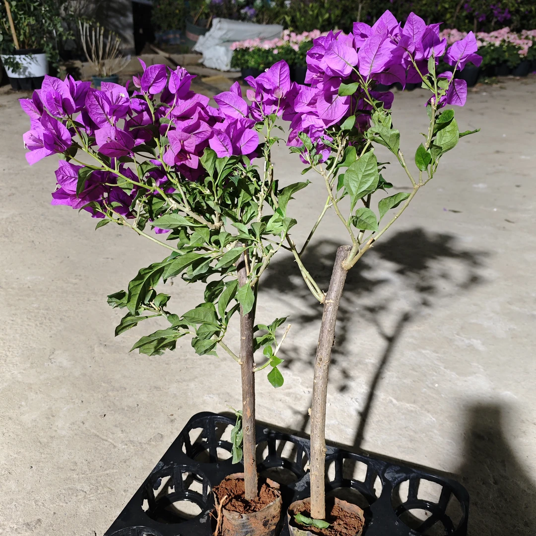 云南紫【苗】两盆装三角梅棒棒糖盆栽庭院阳台爆花强花卉新手易养护