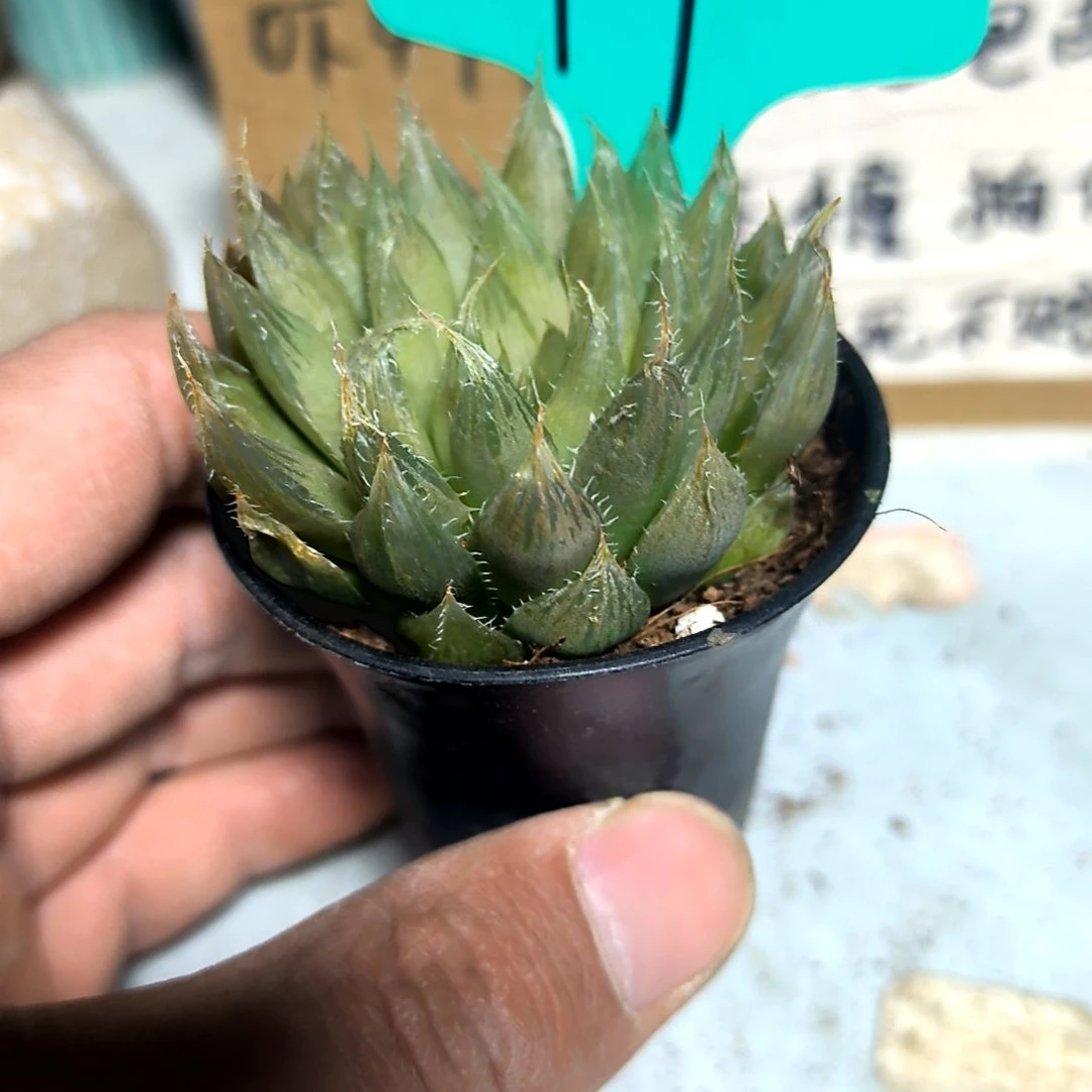 满6元包邮，#99号琉璃玉露俩颗