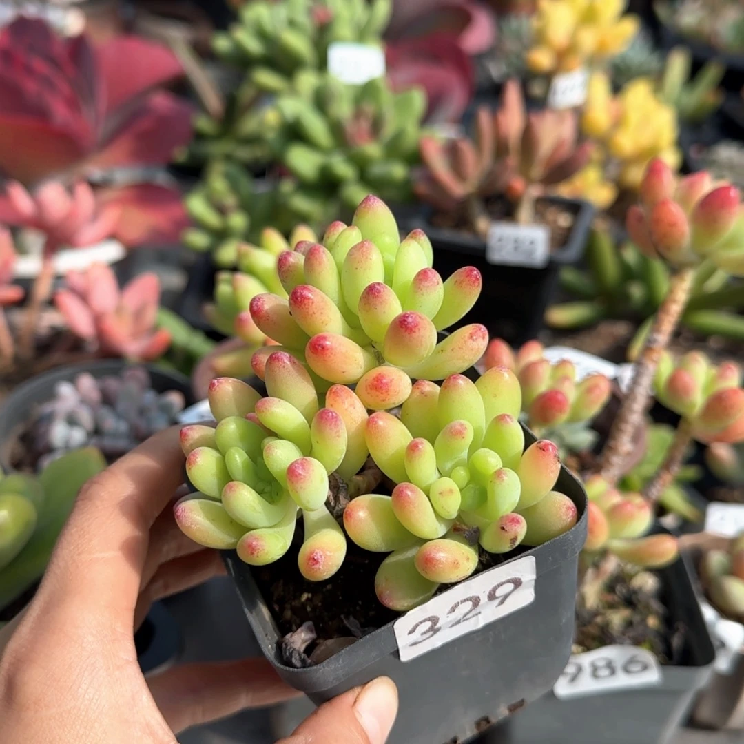 嘿***u329号 一物一拍 一物一拍