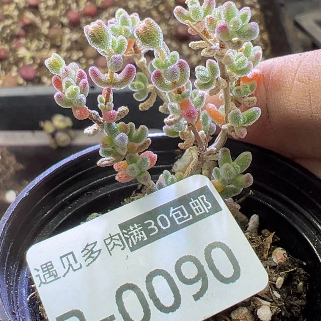 多肉植物11111111111111