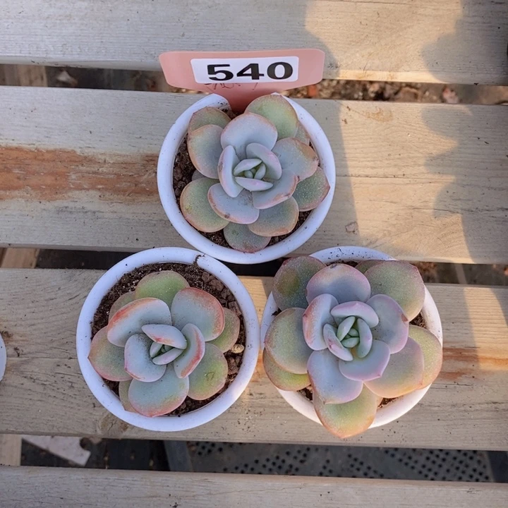 540韩版奶茶3颗，28包邮。