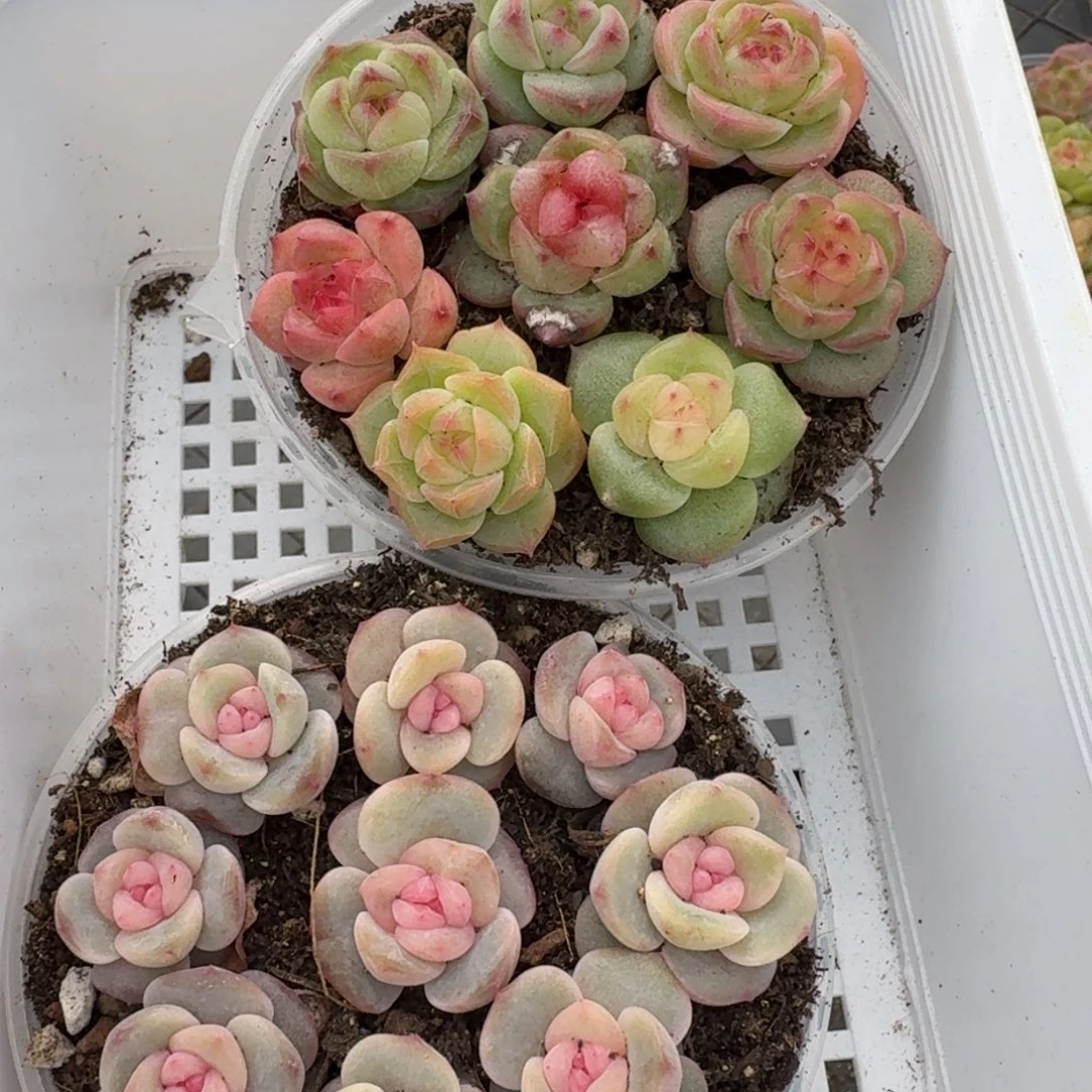 一物一拍一物一拍1102-215