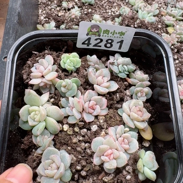 梅**当多肉植物多肉植物