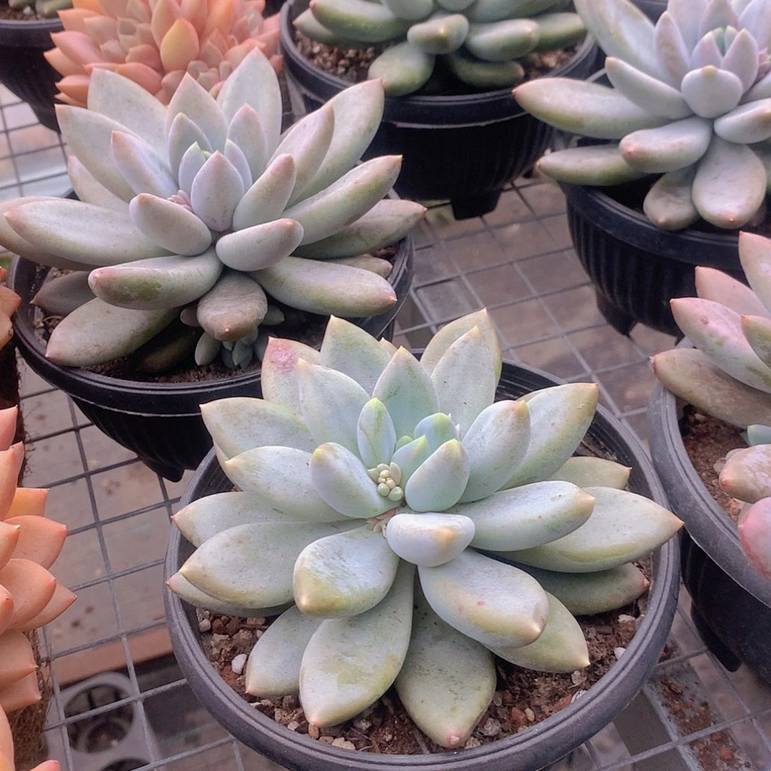 超胖黄体哥特萝莉3456778899999