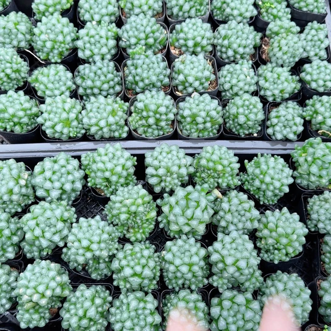 孙氏玉露多肉植物一颗