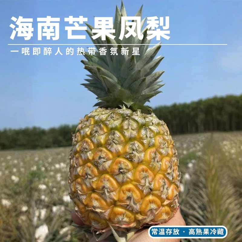 【晚熟凤梨】 海南芒果凤梨自然熟酸甜适口当季新鲜水果整箱