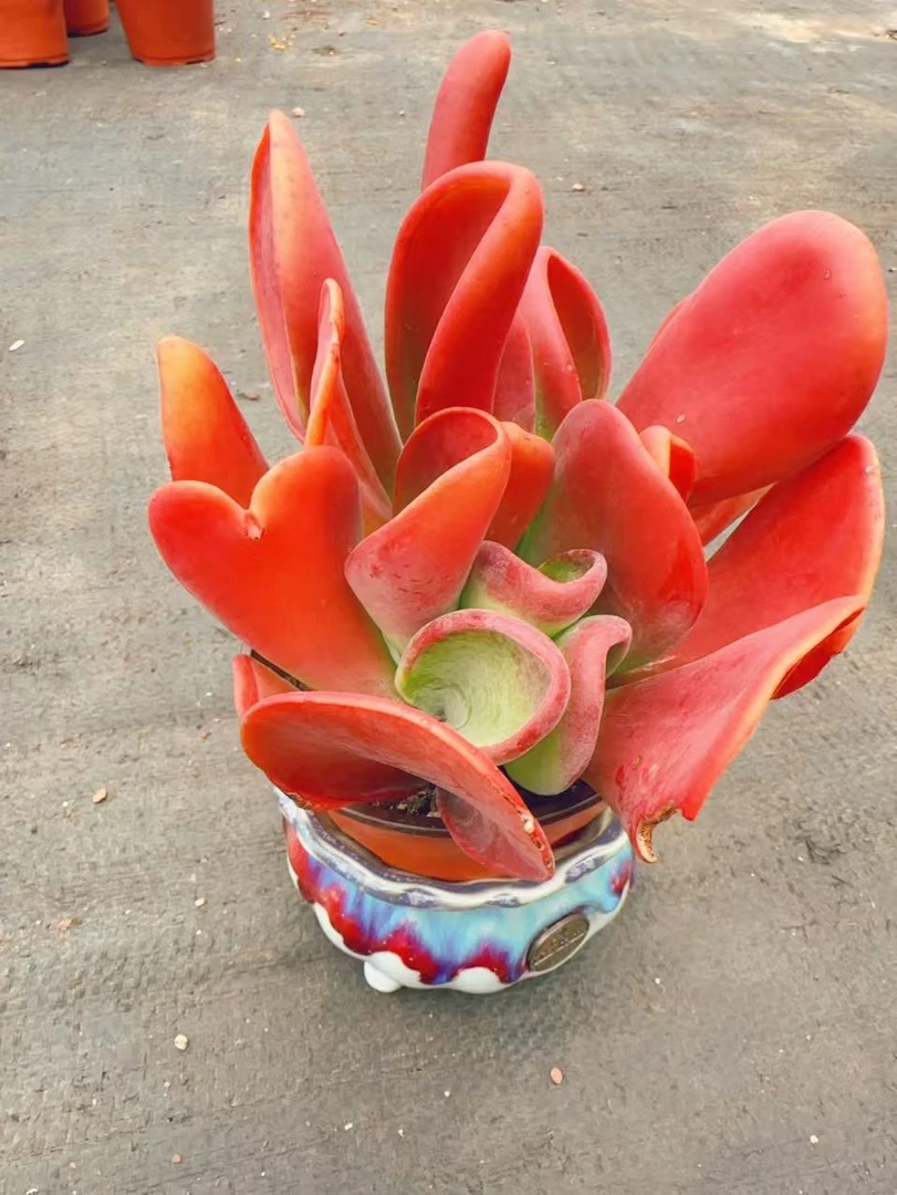 W财气耳朵 火狐狸【年宵纳福】室内室外好养适合新手云南盆栽基地