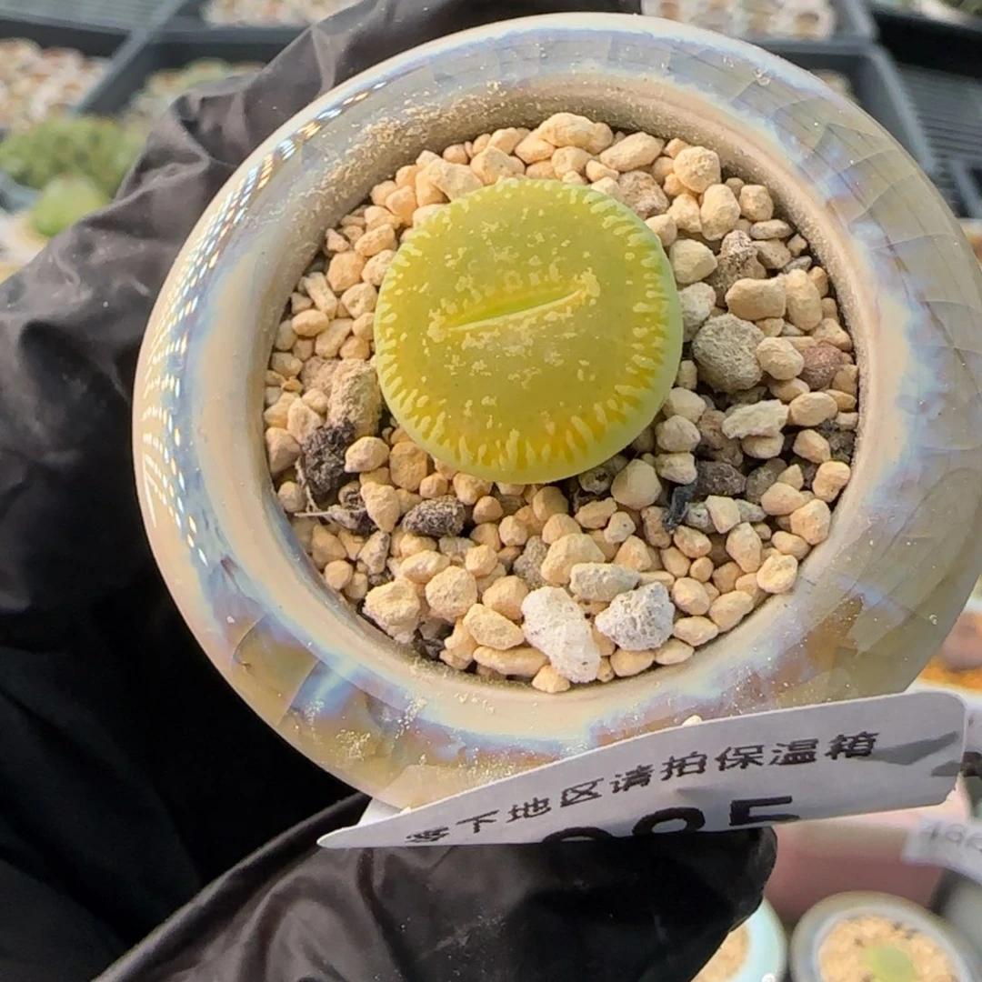 4985--一物一拍 带盆 c48a