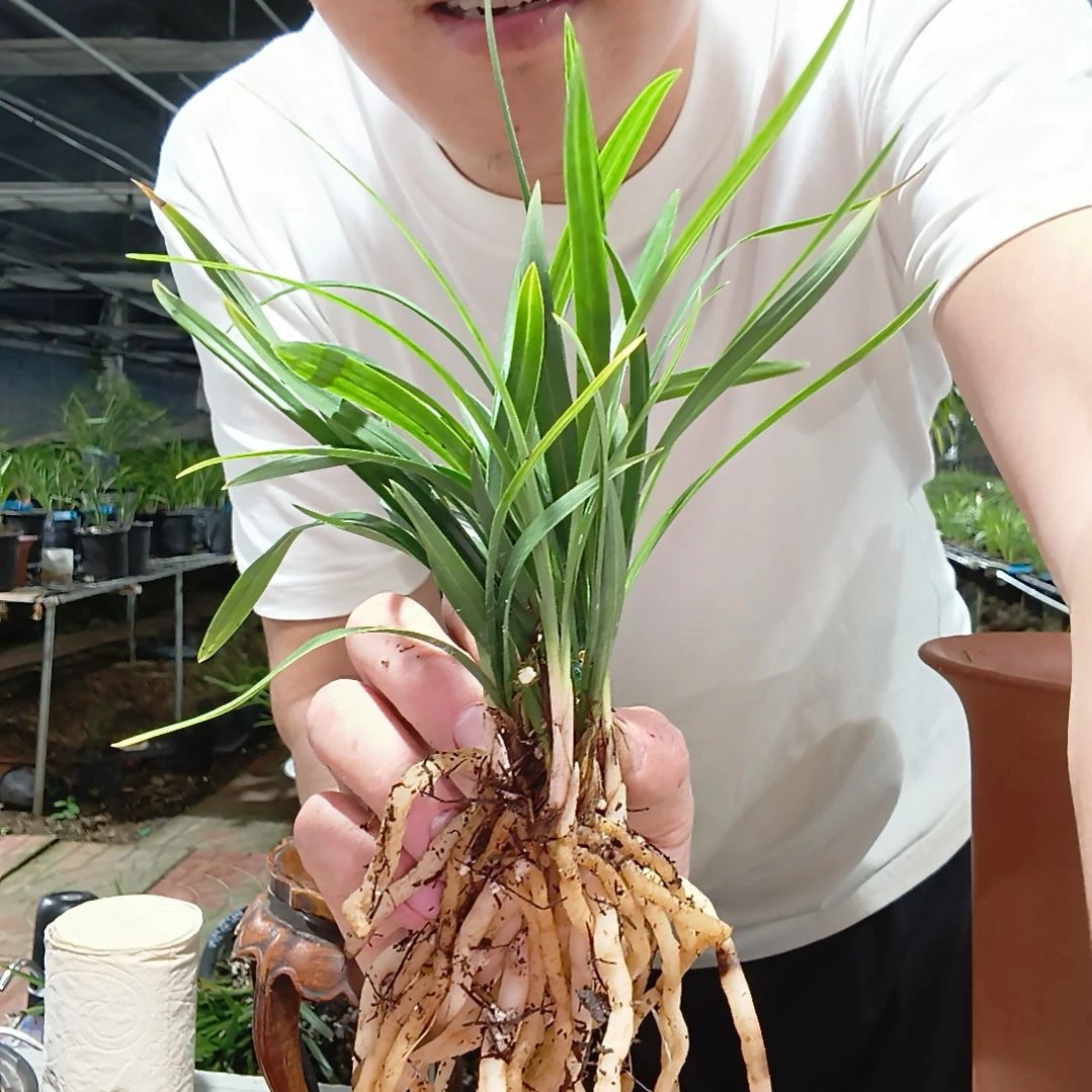 独***生无花朵春兰翠盖荷