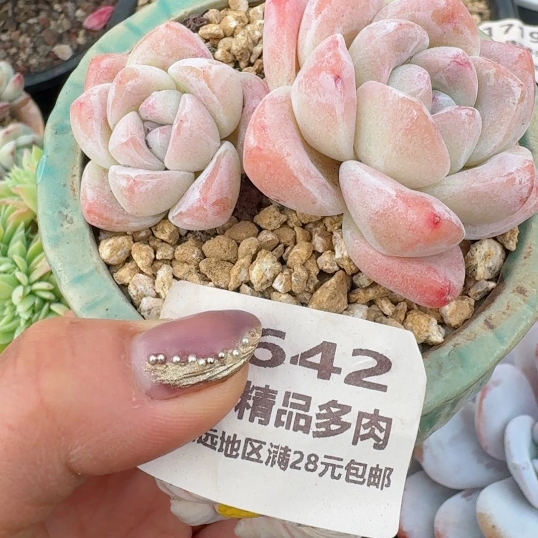 1642一物一拍（满28包邮