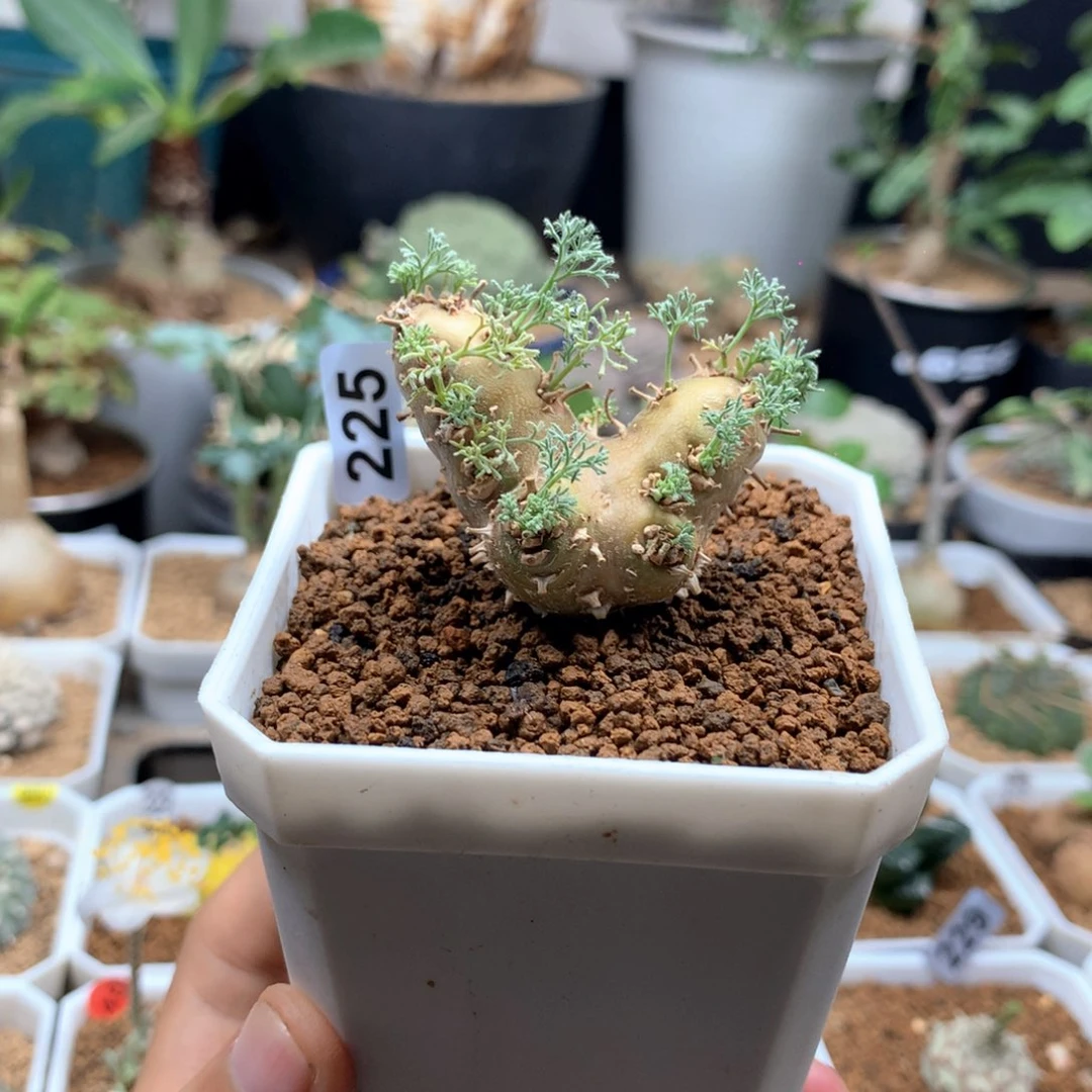 白皮月界带盆发货225