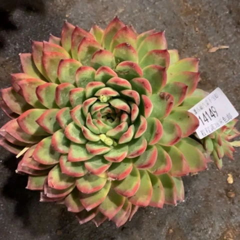 花*儿万宝龙14149多肉