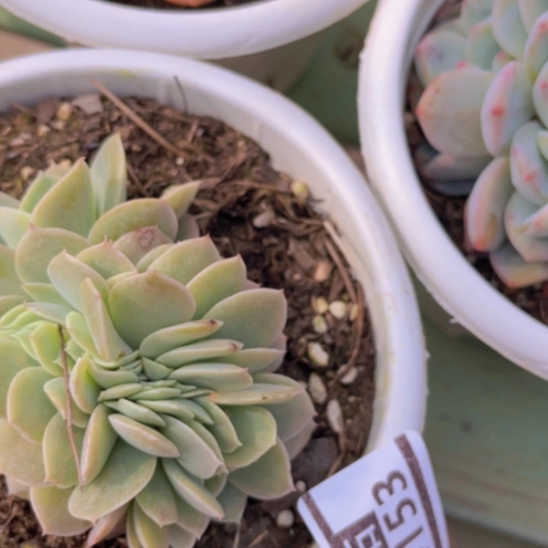 【闪购商品】星纳塔缀14153