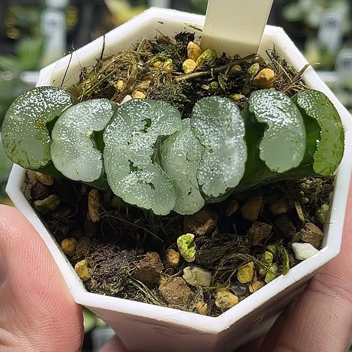 179实生玉扇头家多肉十二卷