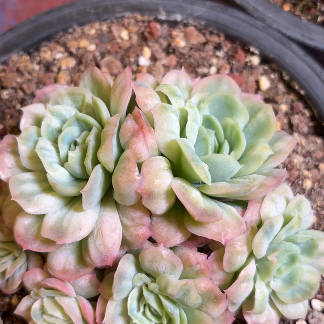 ?****哈哈哈哈哈哈哈哈哈哈哈