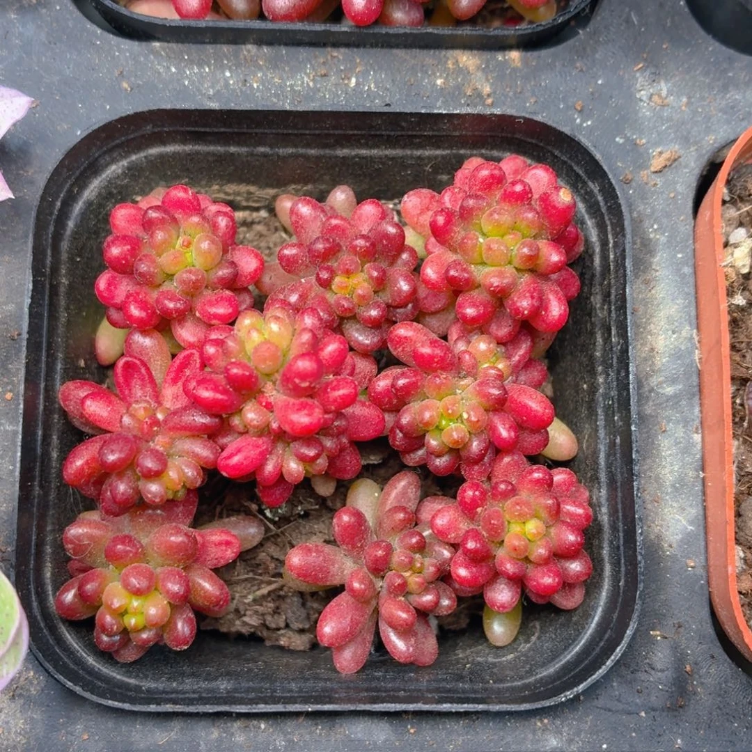 浆果多肉9.9包邮发货