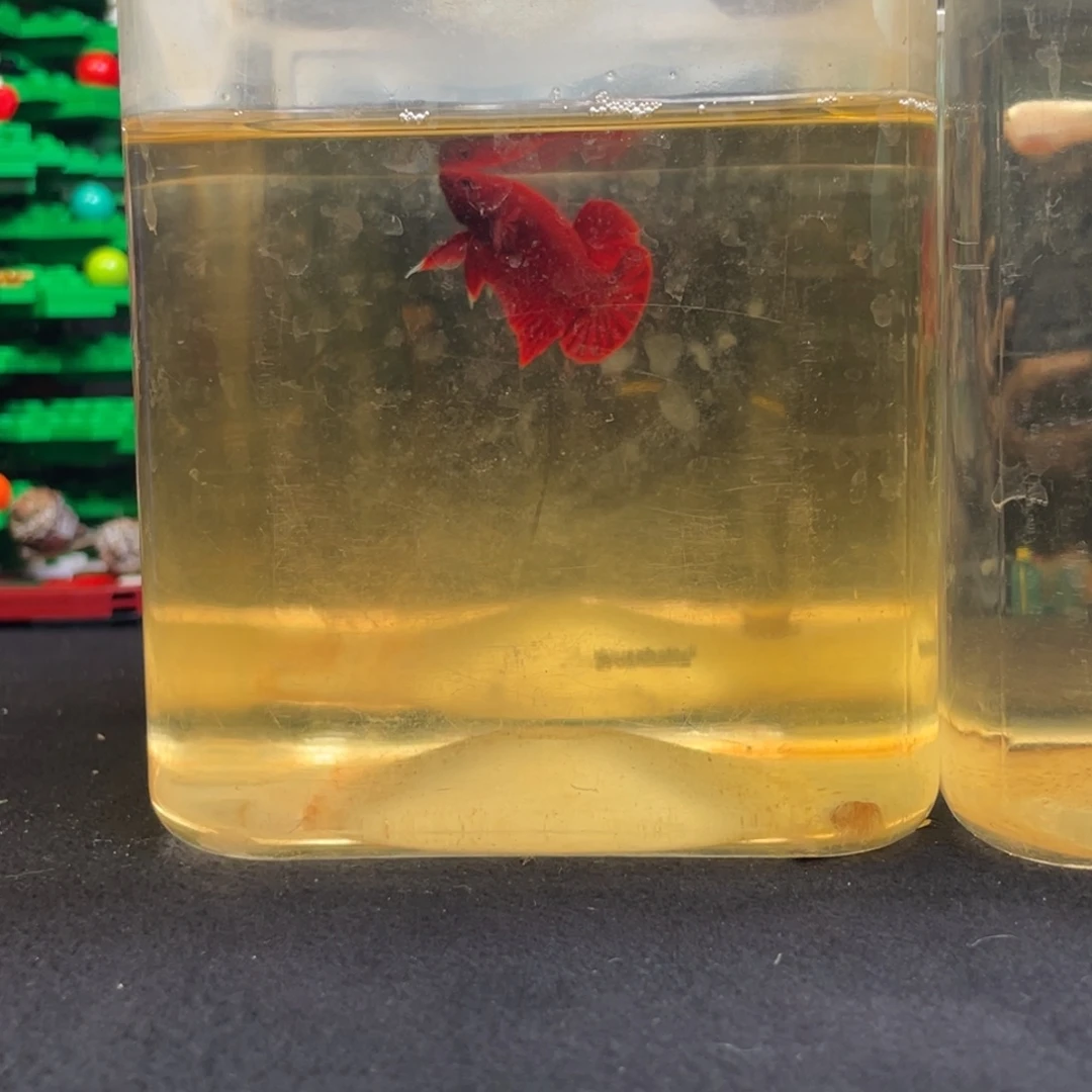 斗鱼十二月二十八日竞价